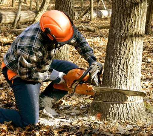 Tree Removal in Dana, IN